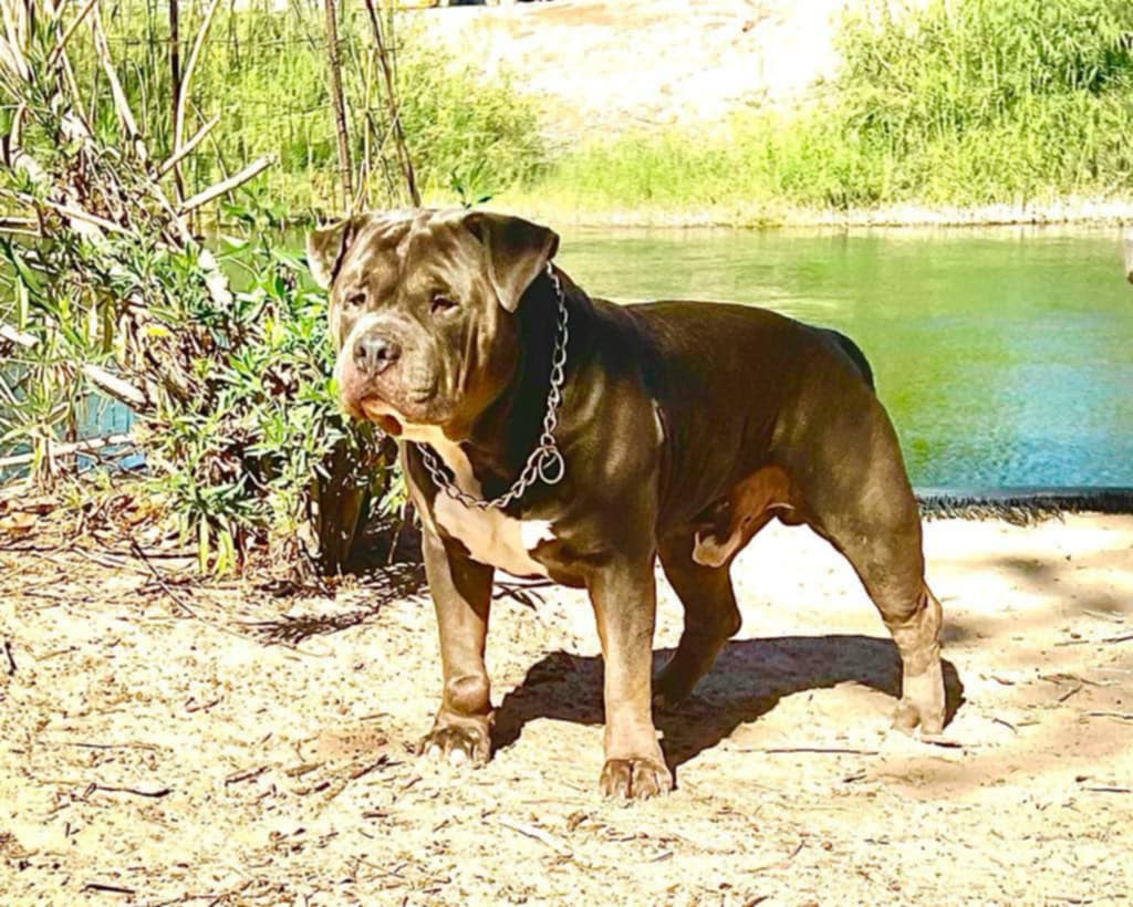 Dog Featured Image