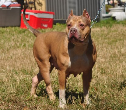 Dog Featured Image
