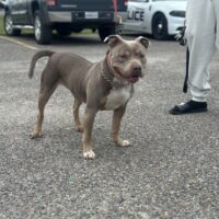 Dog Featured Image