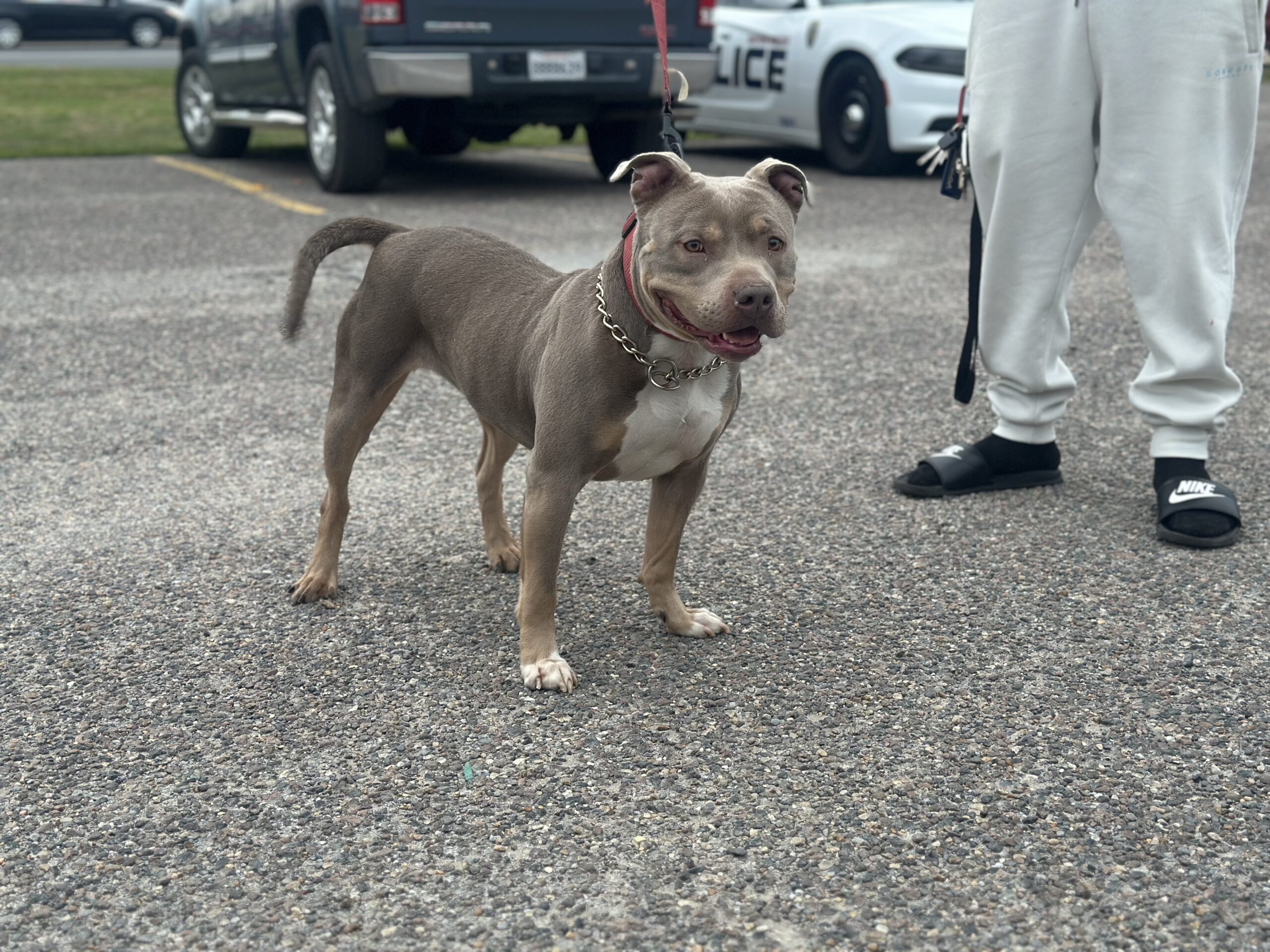 Dog Featured Image