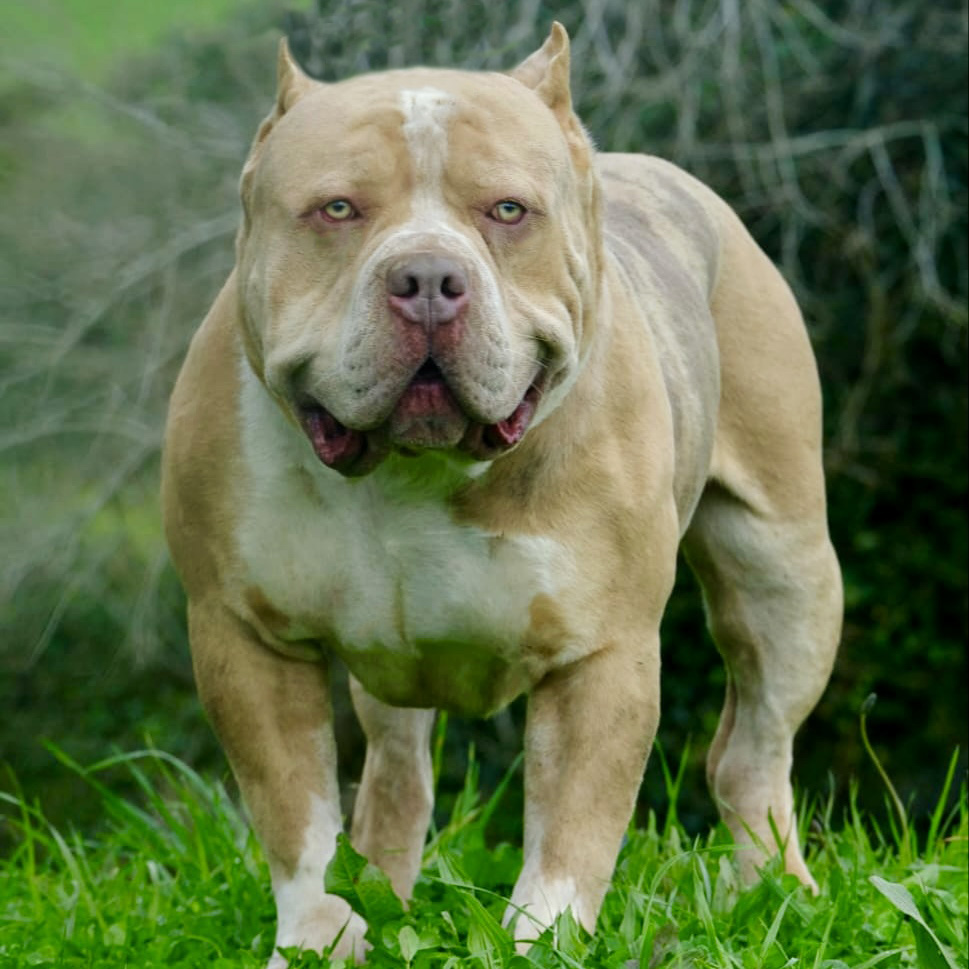 Dog Featured Image