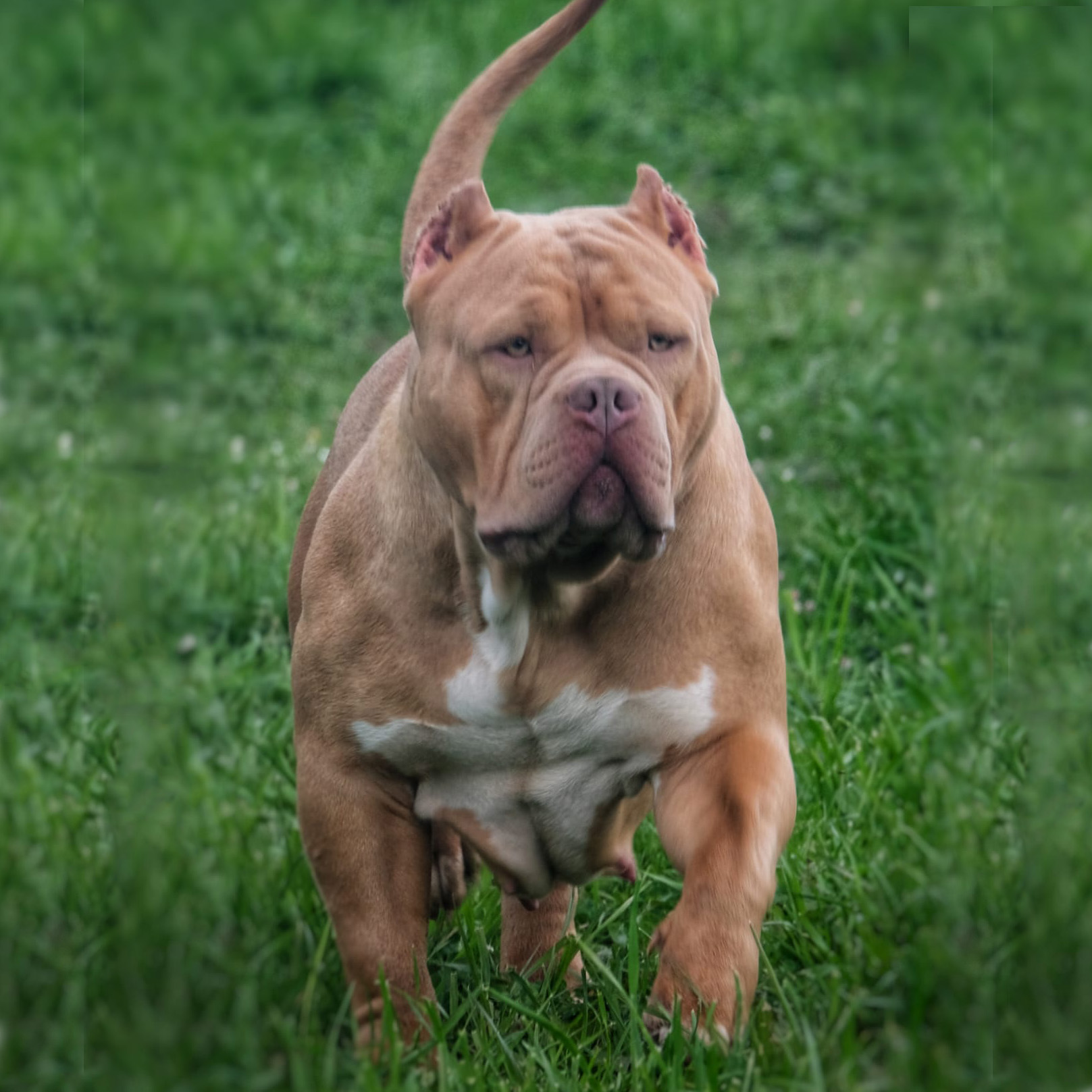 Dog Featured Image
