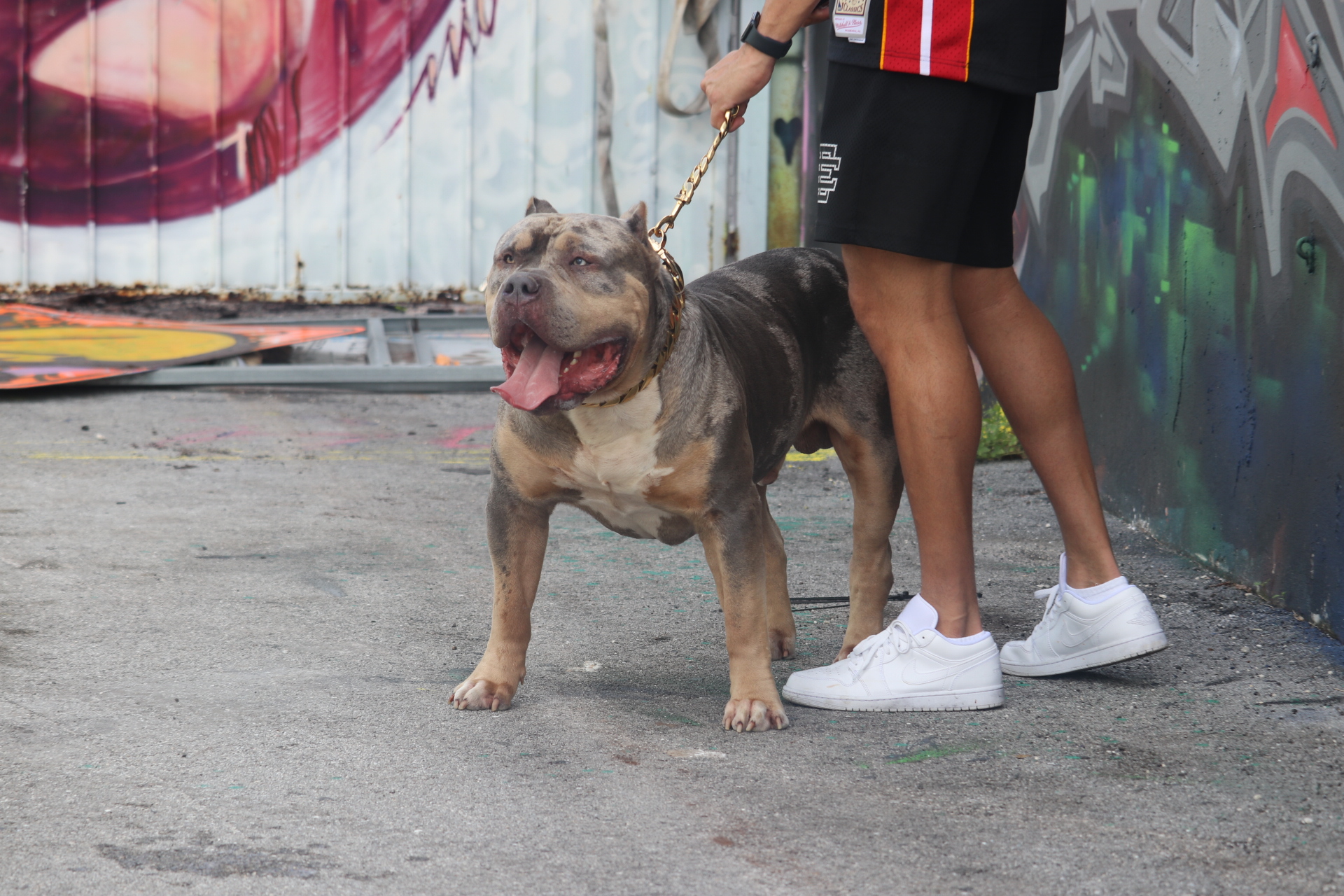 Dog Featured Image