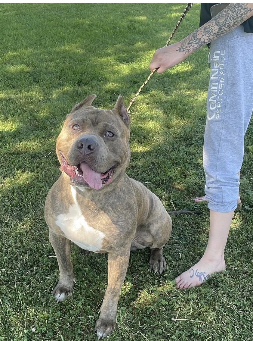 Dog Featured Image