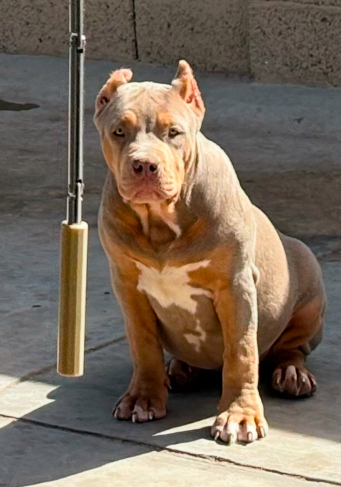 Dog Featured Image
