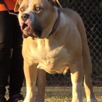 Dog Featured Image