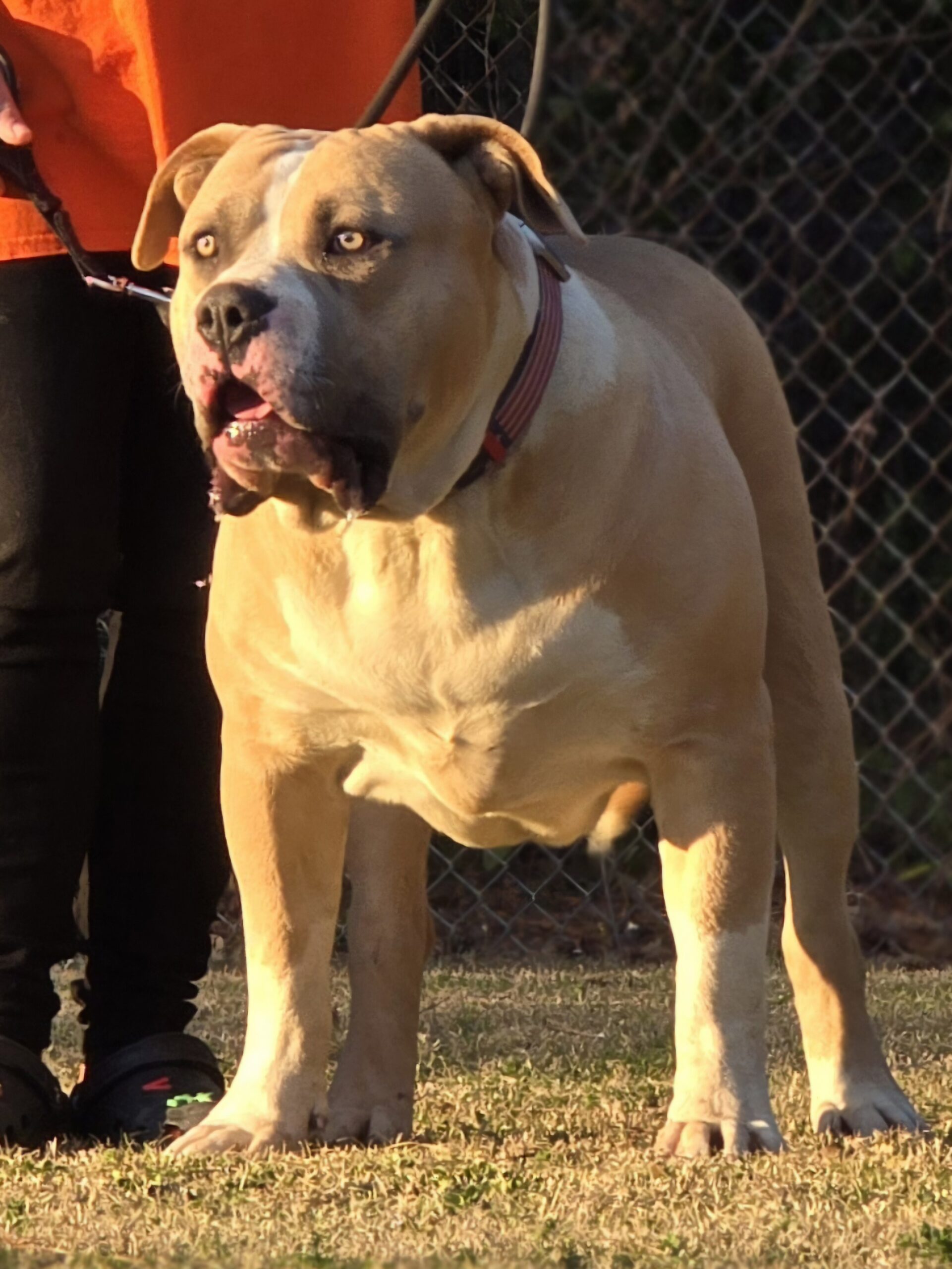 Dog Featured Image