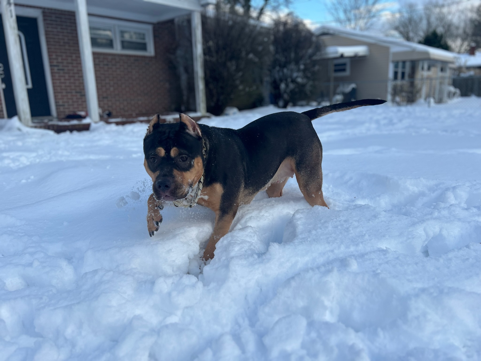 Dog Featured Image