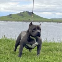Dog Featured Image