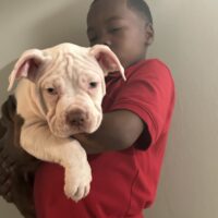 Dog Featured Image
