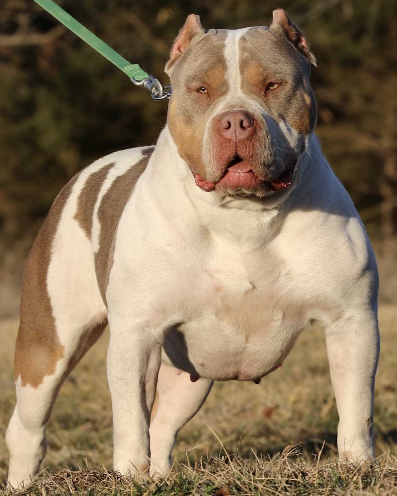 Dog Featured Image
