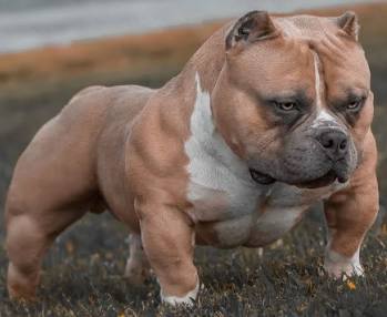 Dog Featured Image