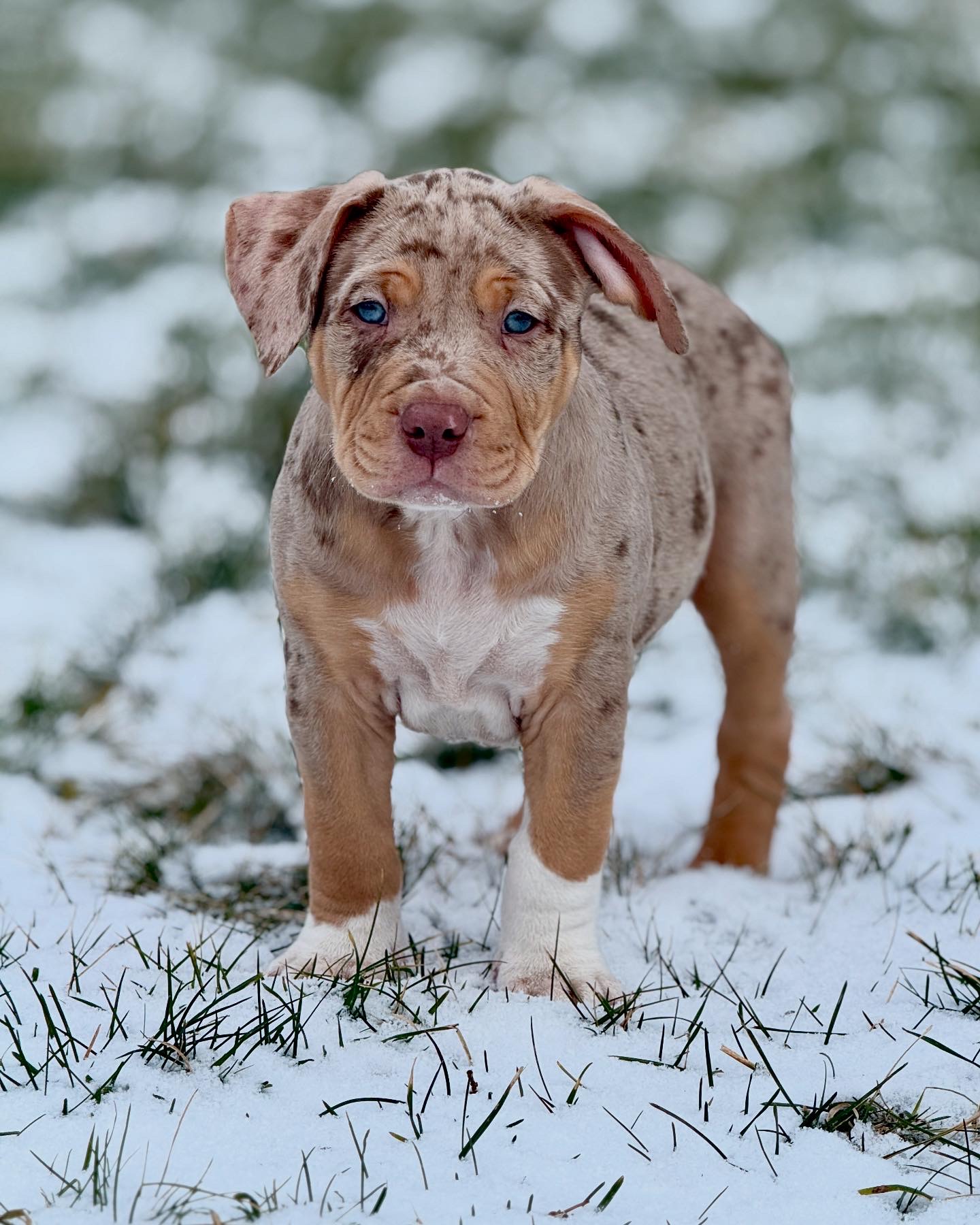 Dog Featured Image