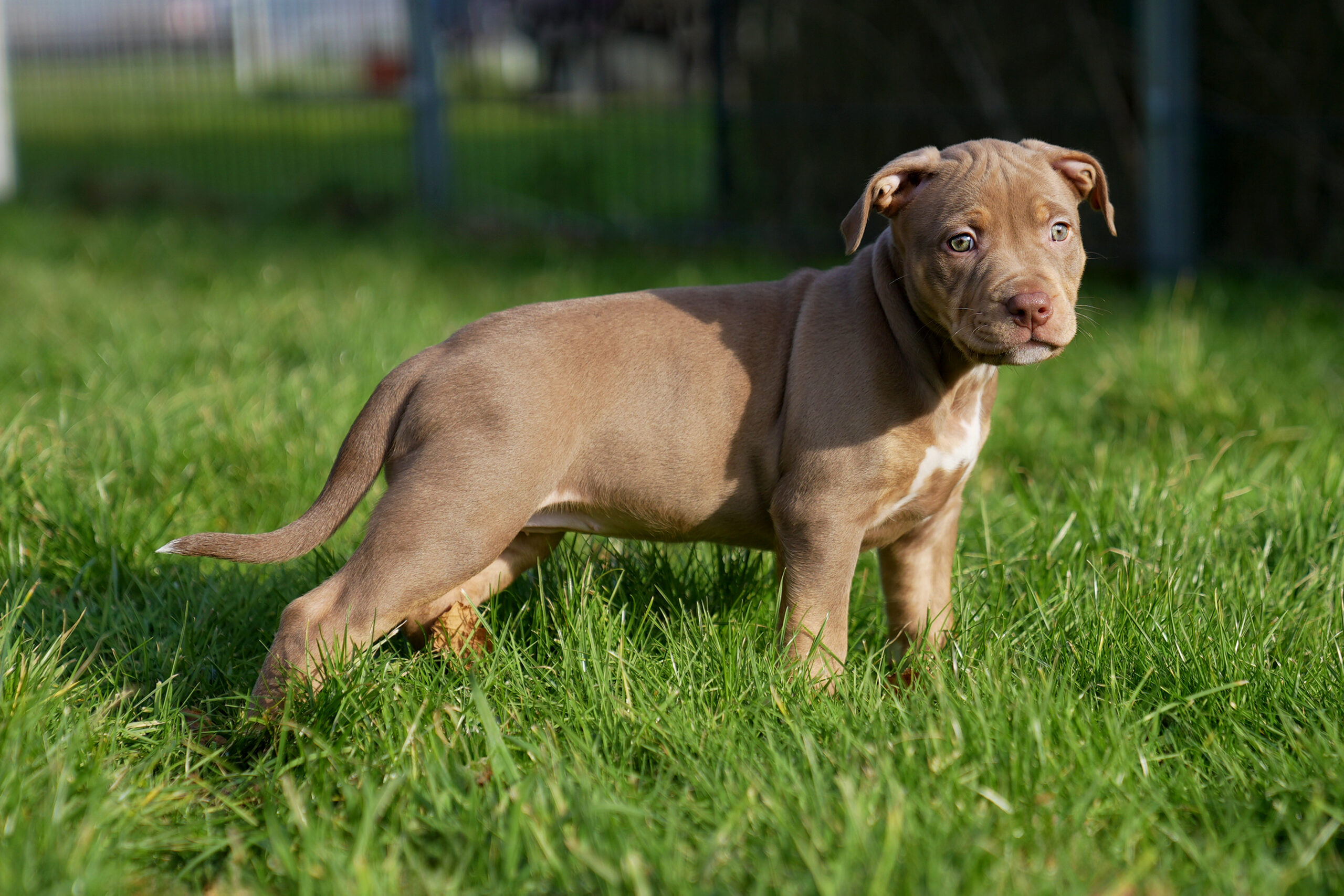 Dog Featured Image