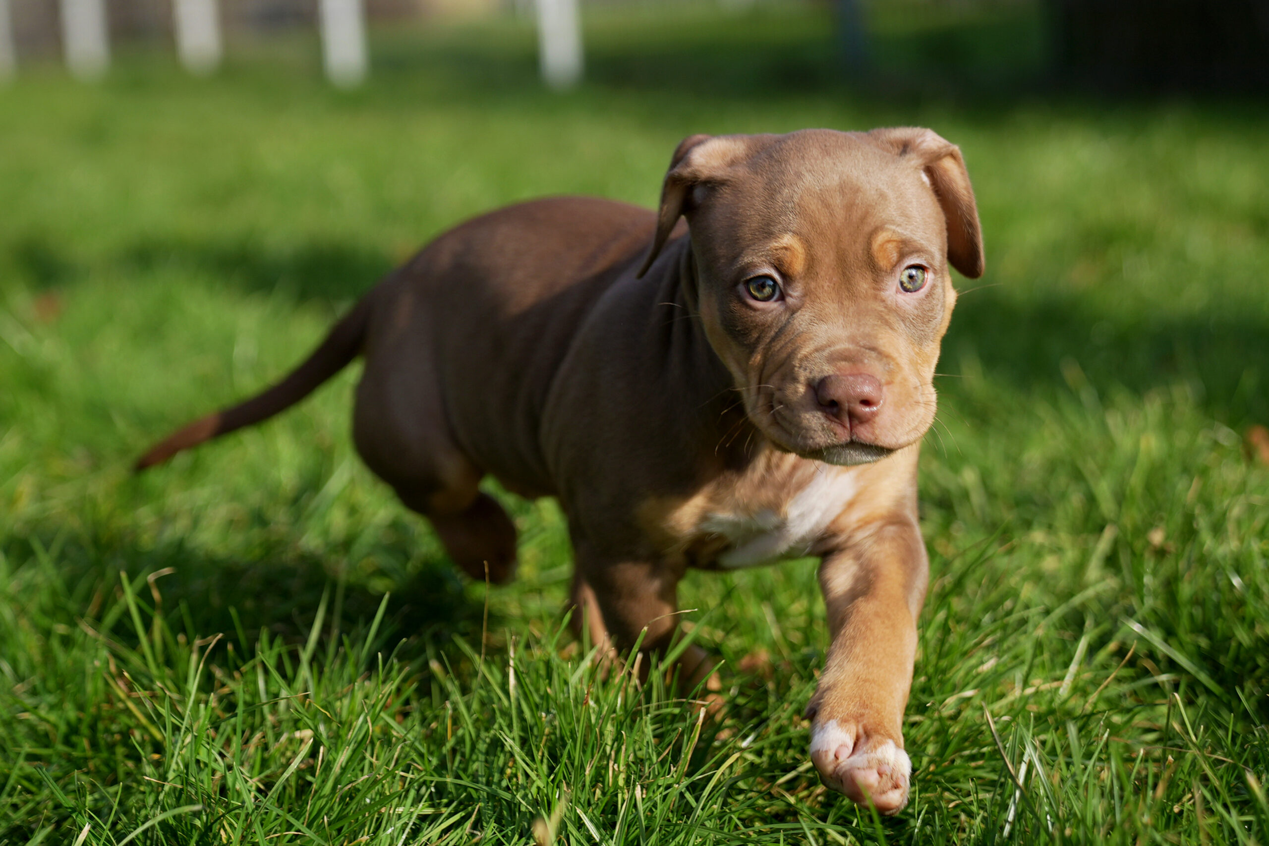 Dog Featured Image
