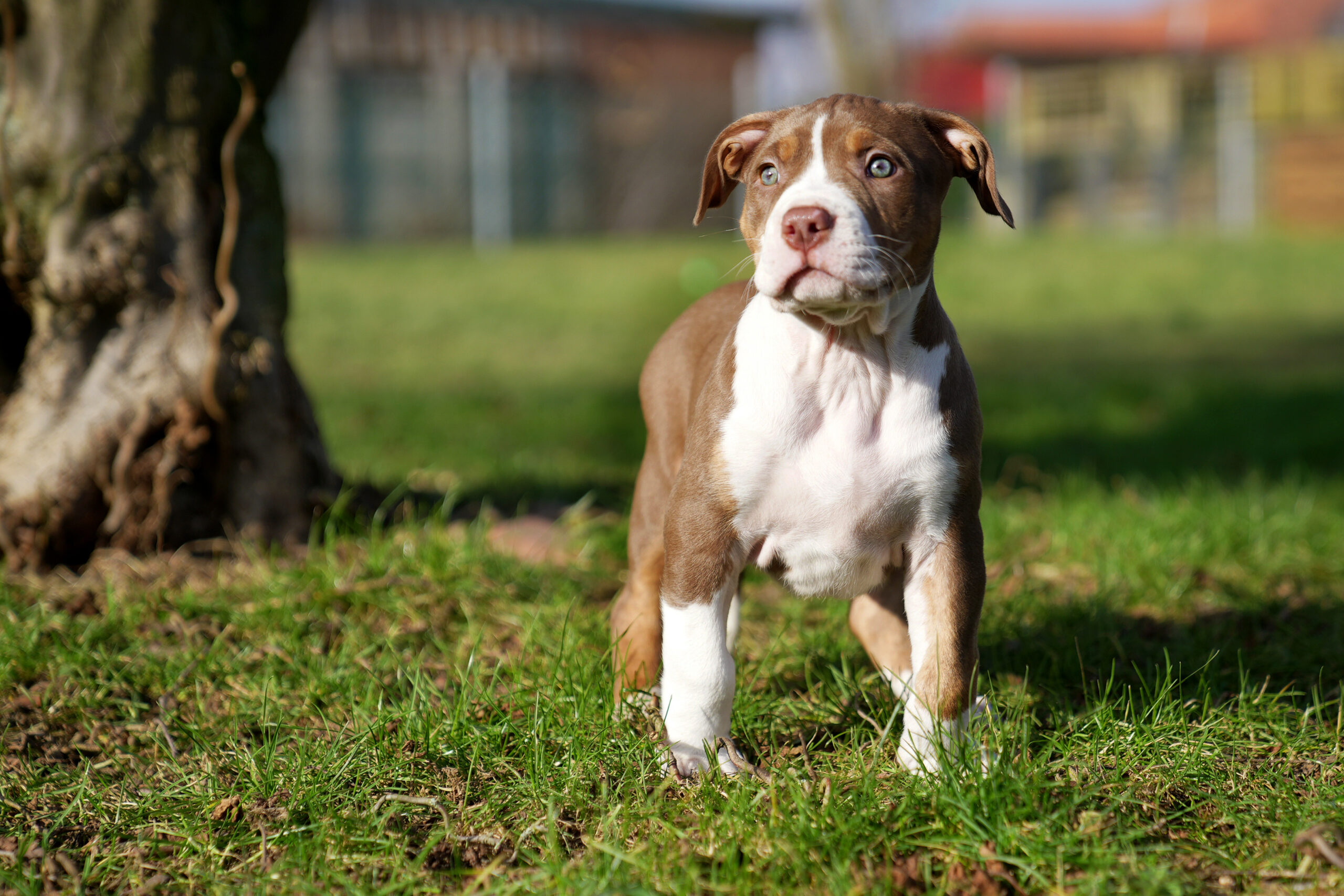 Dog Featured Image