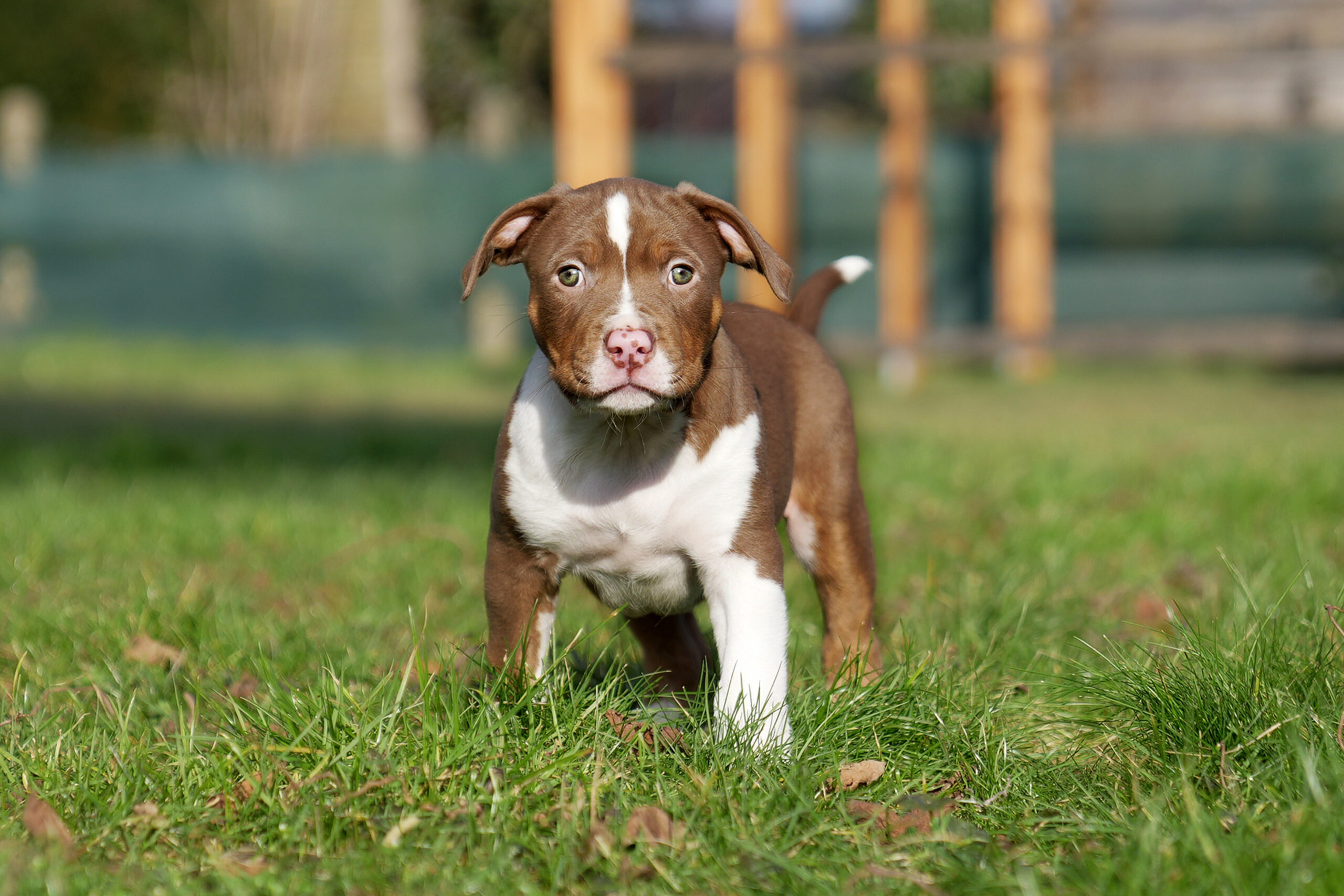 Dog Featured Image