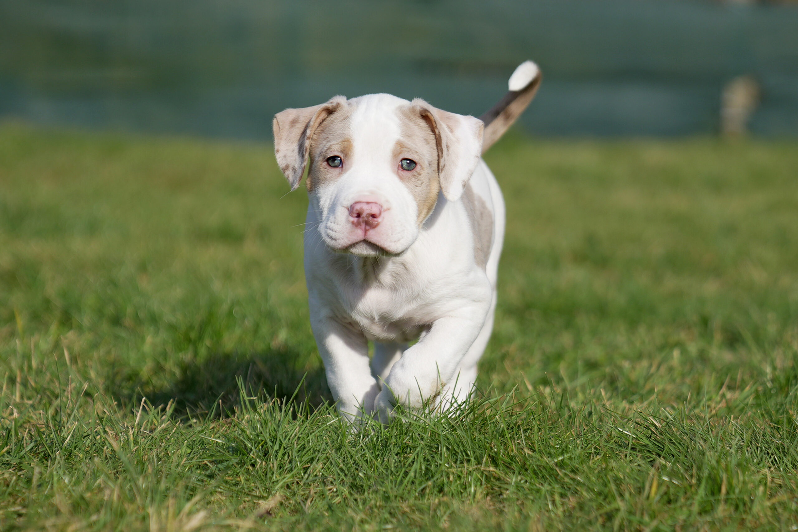 Dog Featured Image
