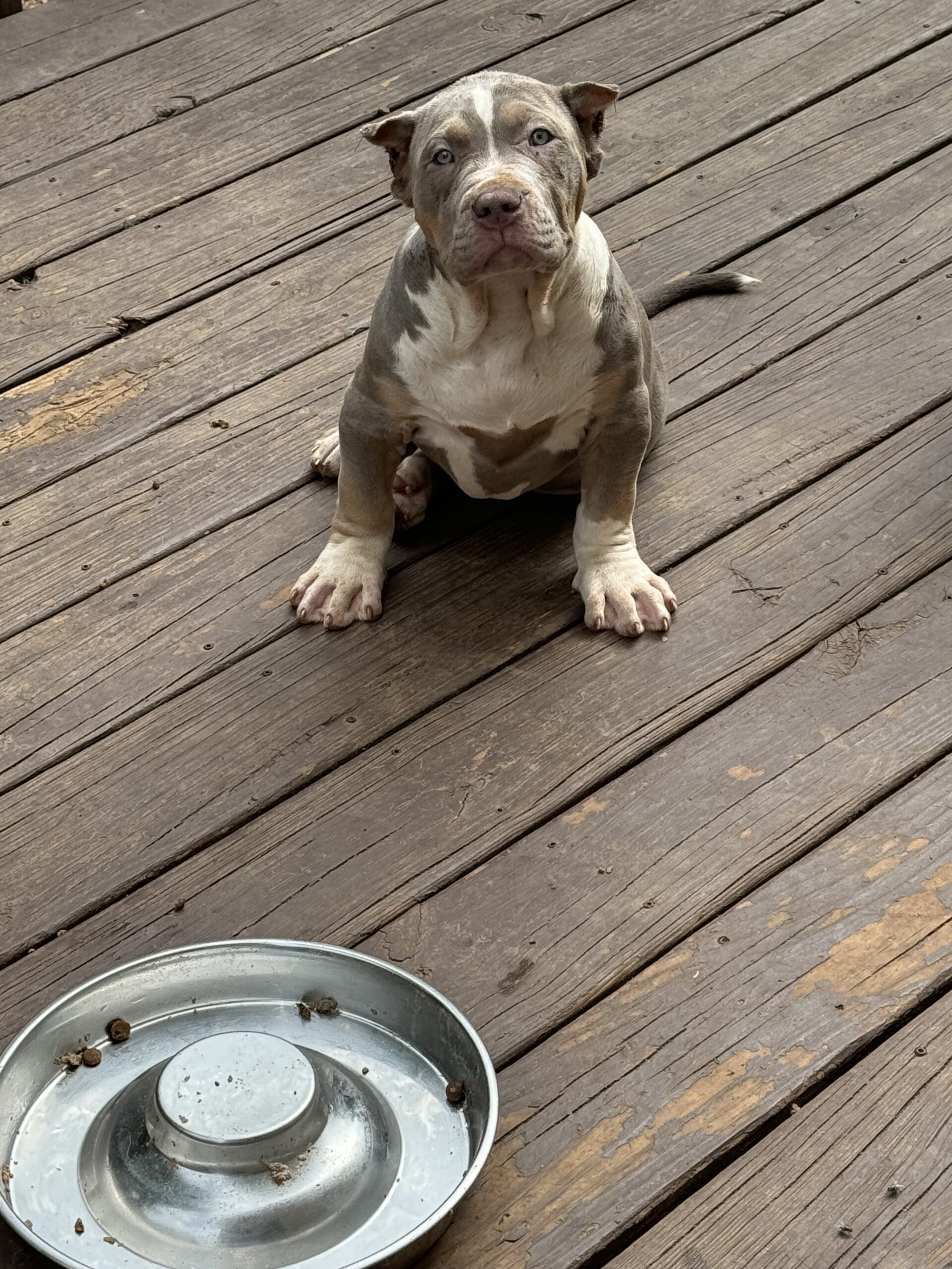 Dog Featured Image