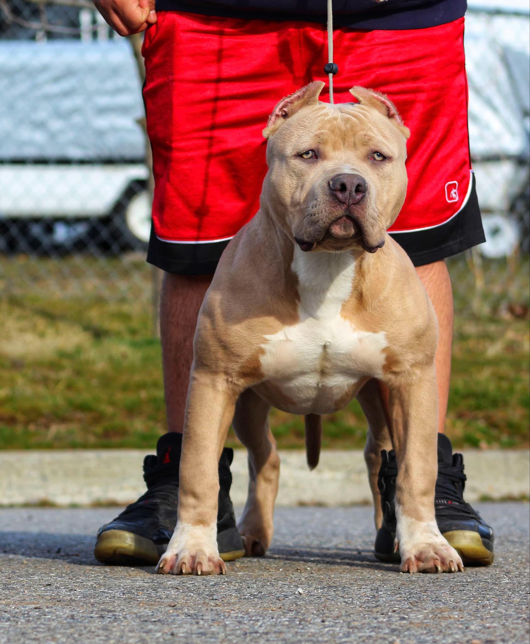 Dog Featured Image