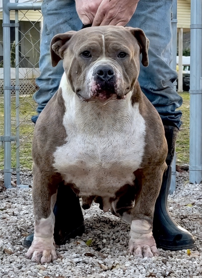 Dog Featured Image