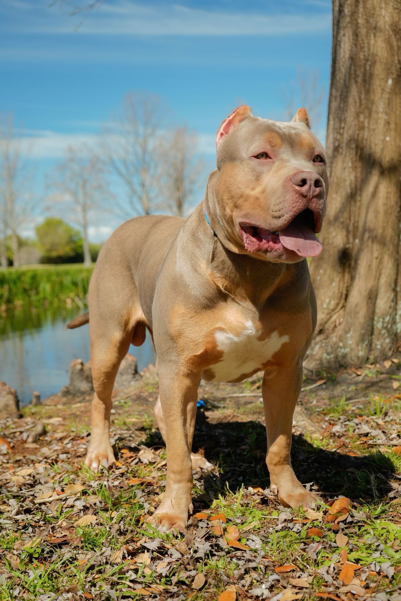 Dog Featured Image