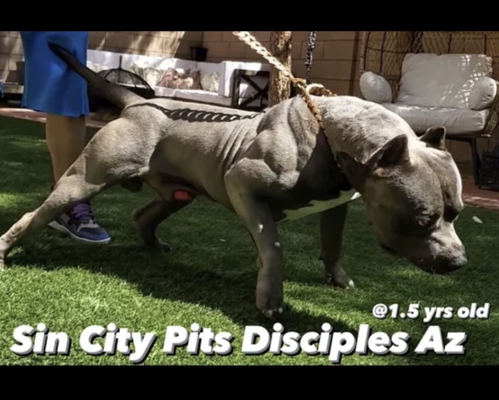 Dog Featured Image