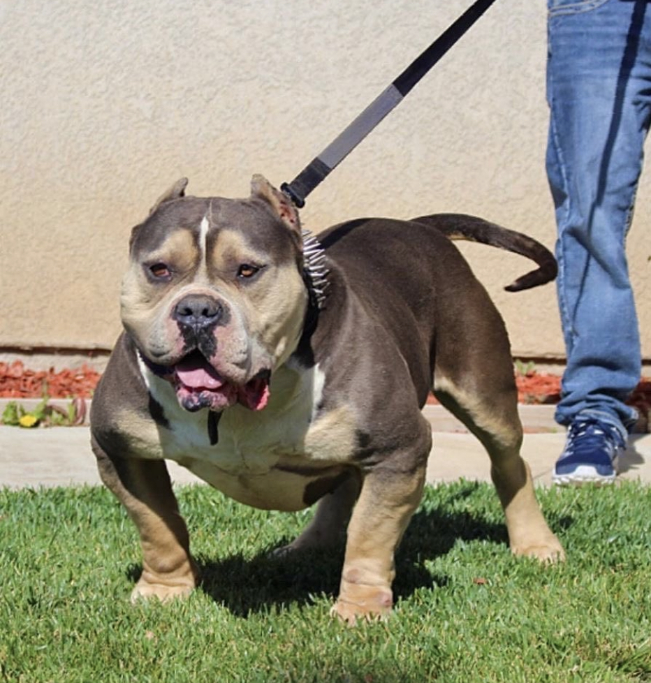 Dog Featured Image