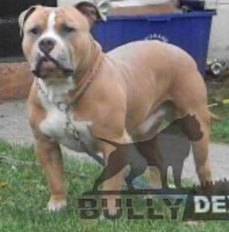 Dog Featured Image