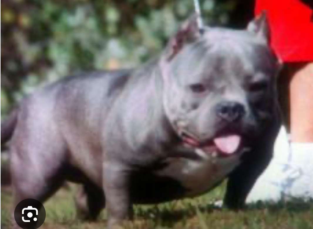 Dog Featured Image