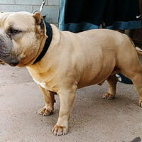 Dog Featured Image