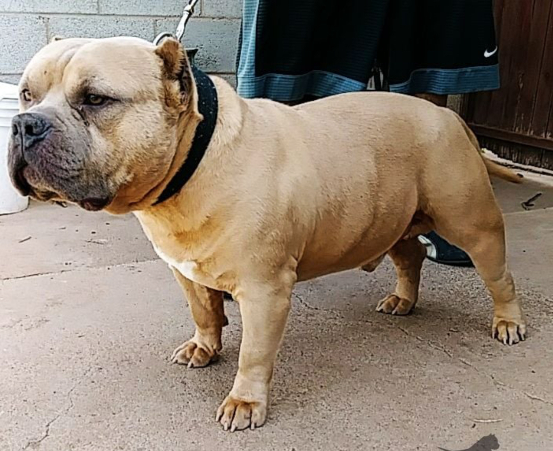 Dog Featured Image