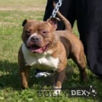 Dog Featured Image