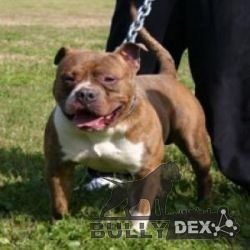 Dog Featured Image