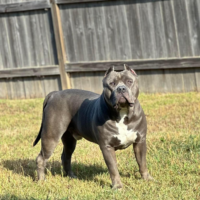 Dog Featured Image