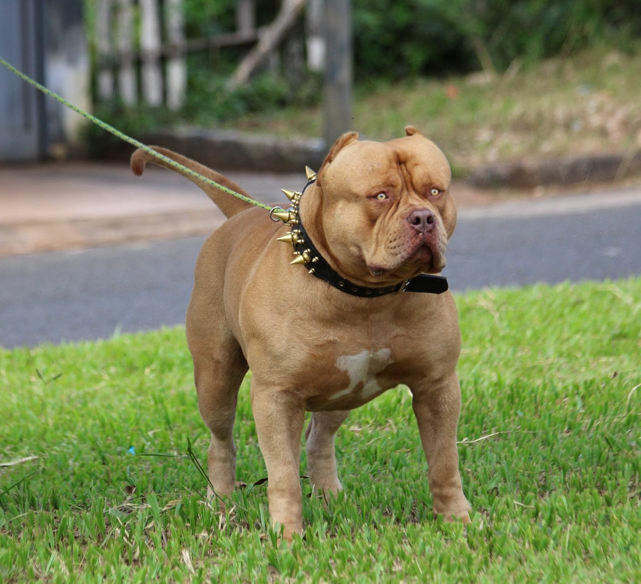 Dog Featured Image