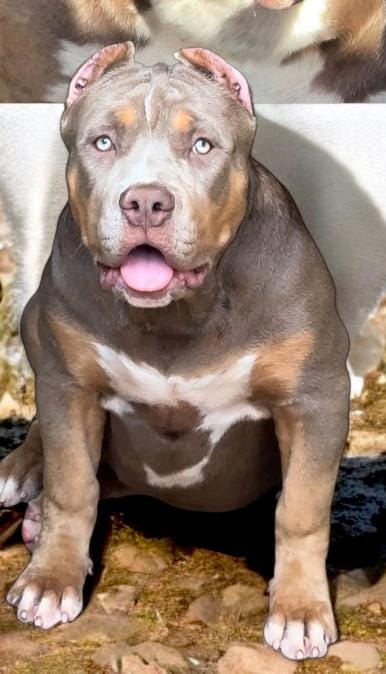 Dog Featured Image