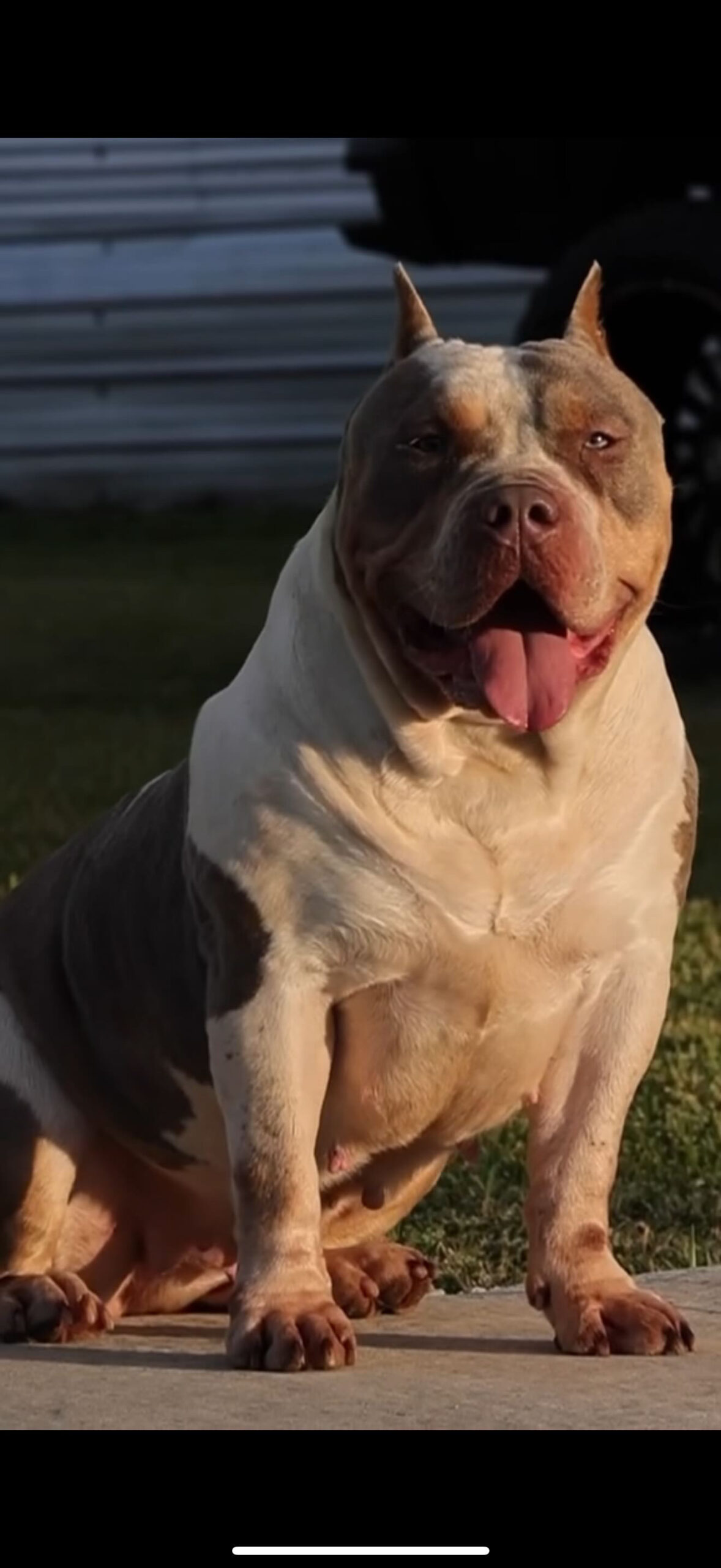 Dog Featured Image