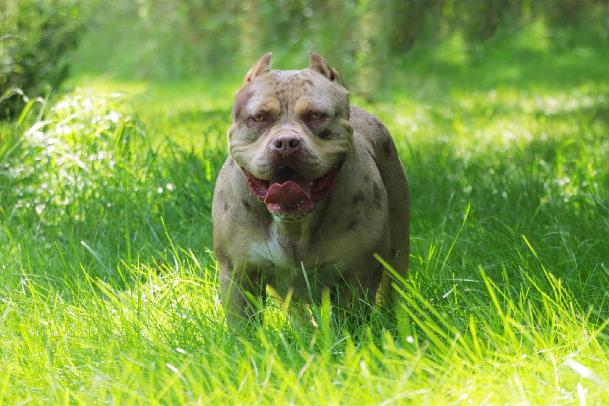Dog Featured Image