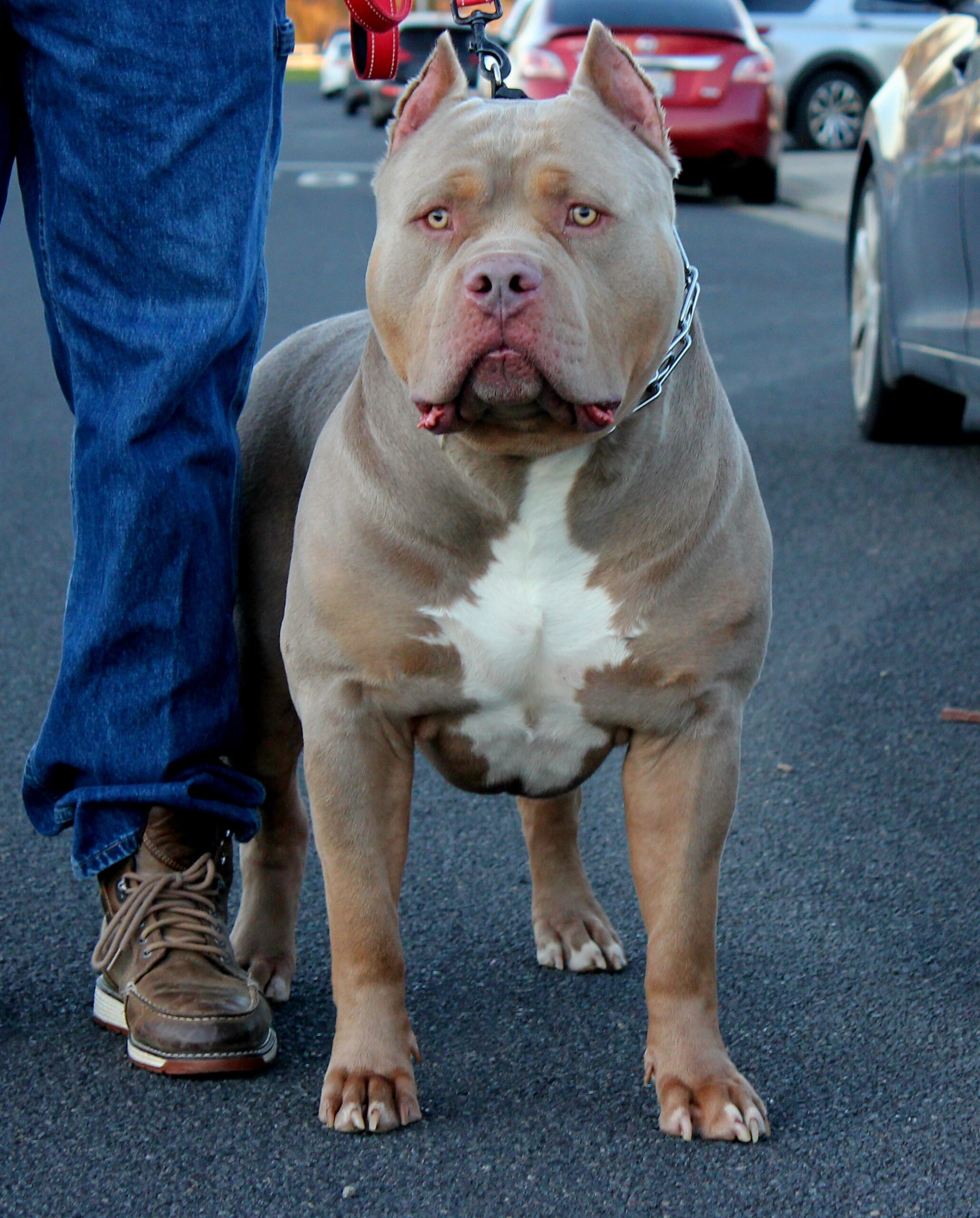 Dog Featured Image
