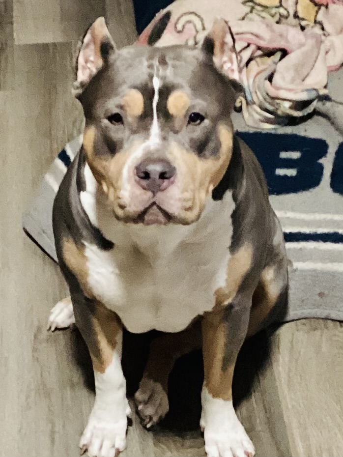 Dog Featured Image