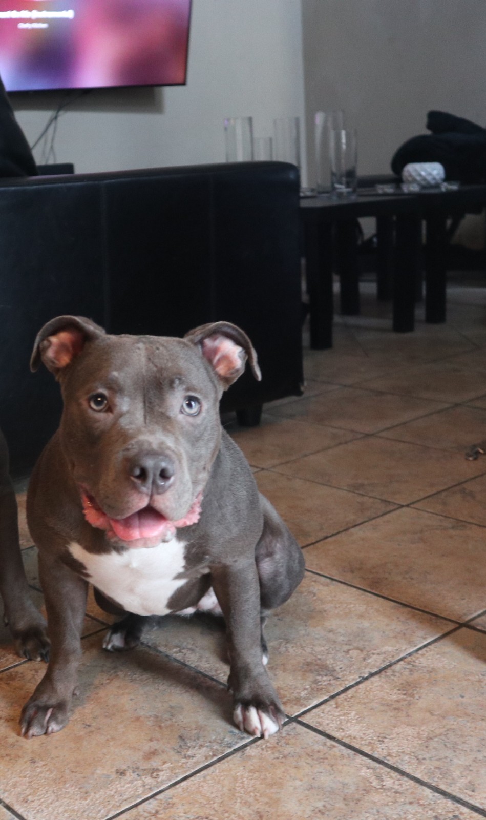 Dog Featured Image