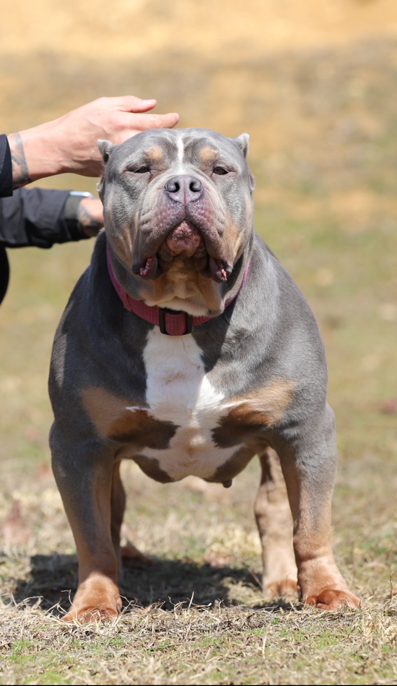 Dog Featured Image