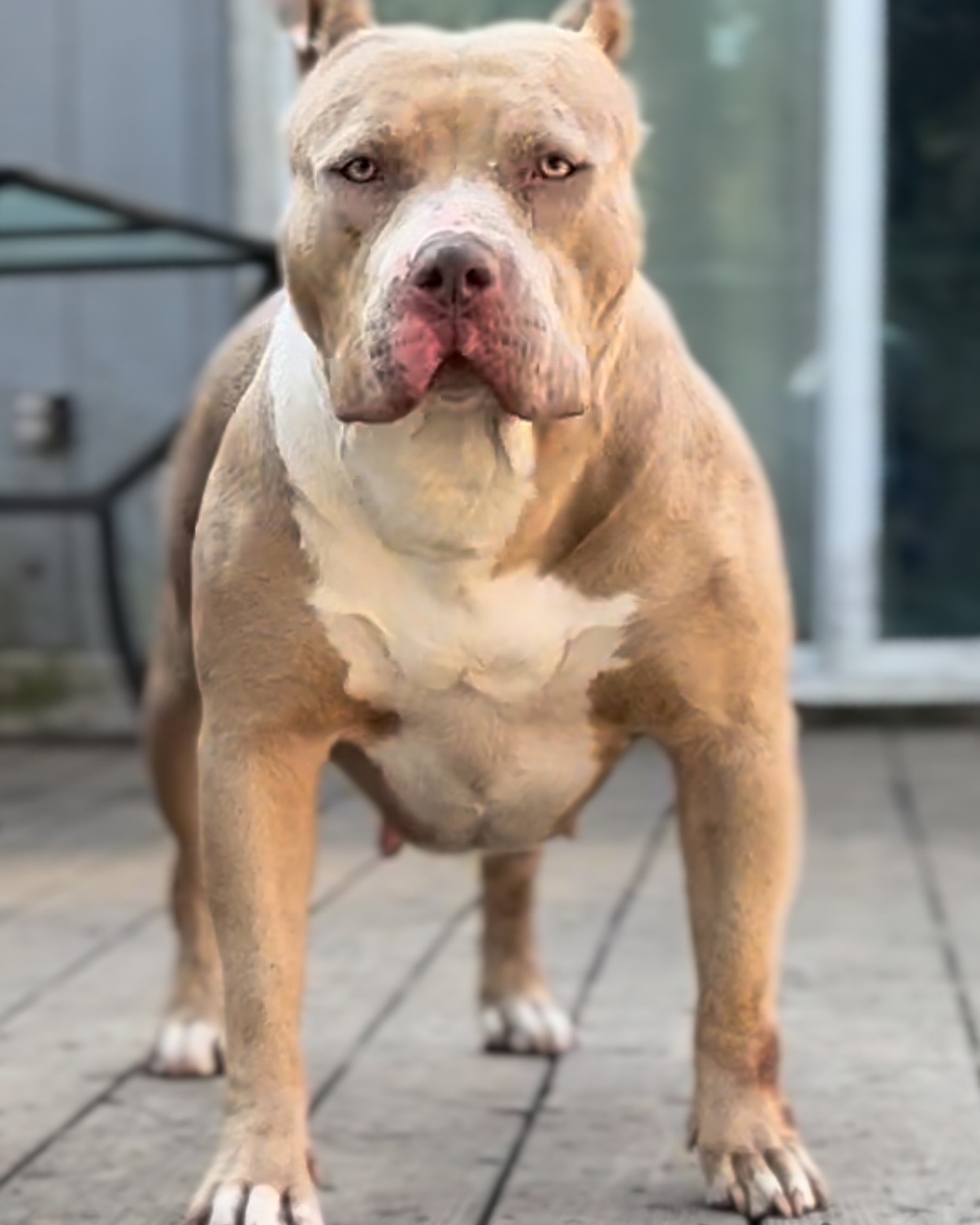 Dog Featured Image