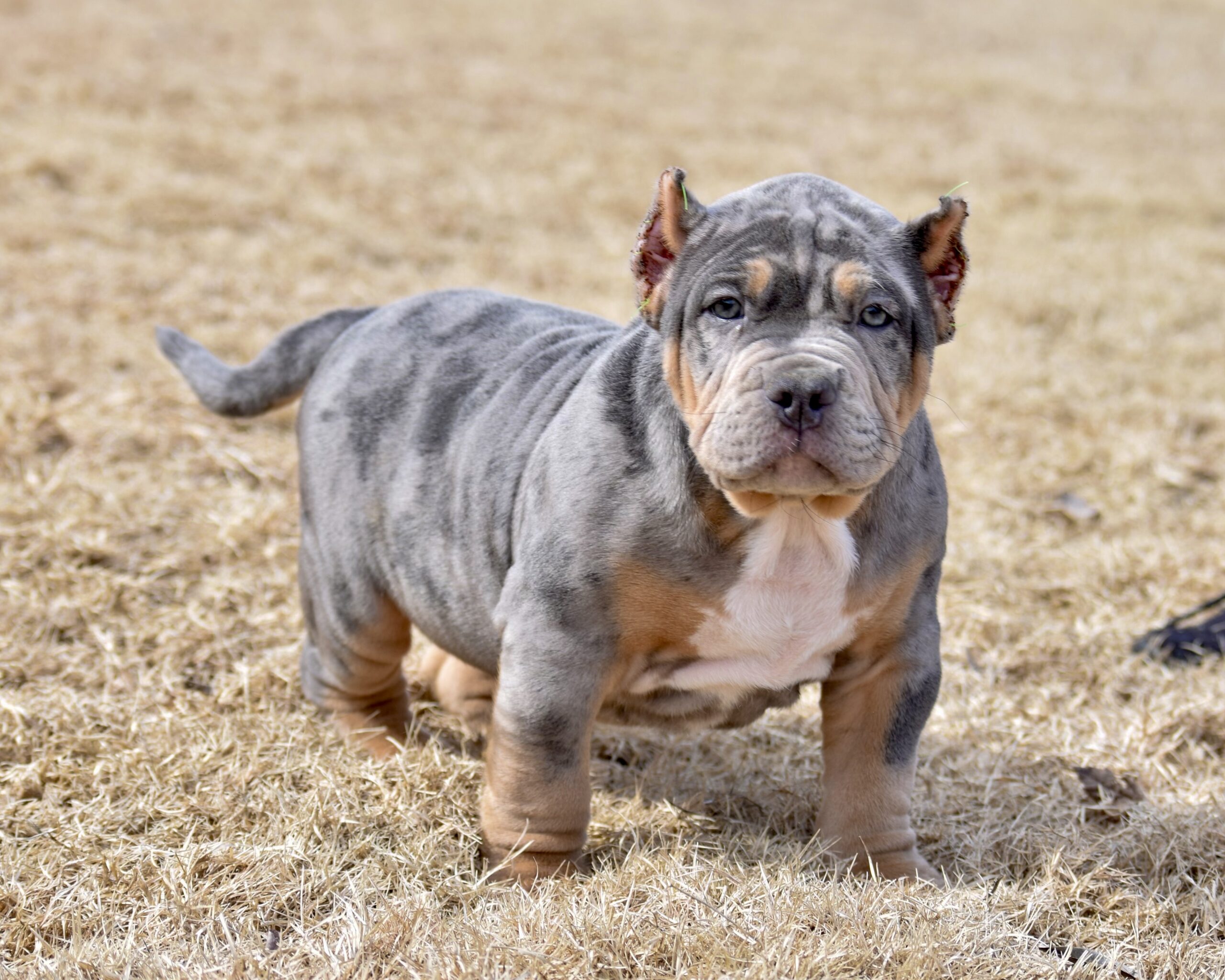 Dog Featured Image
