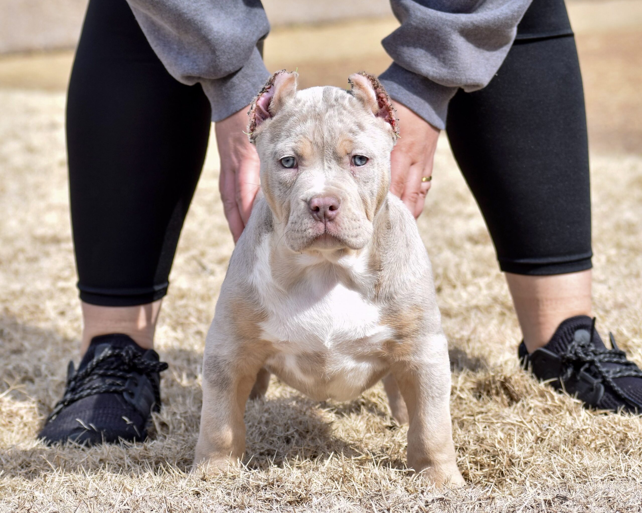 Dog Featured Image