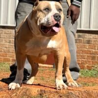 Dog Featured Image