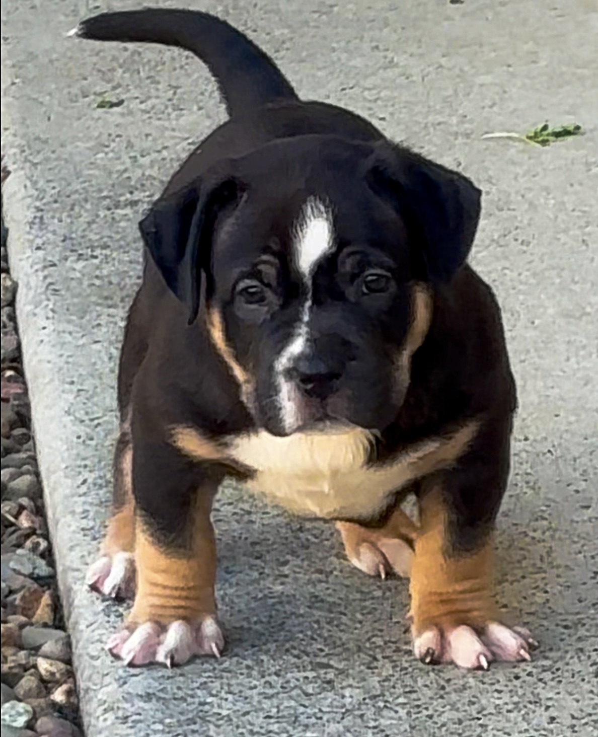 Dog Featured Image