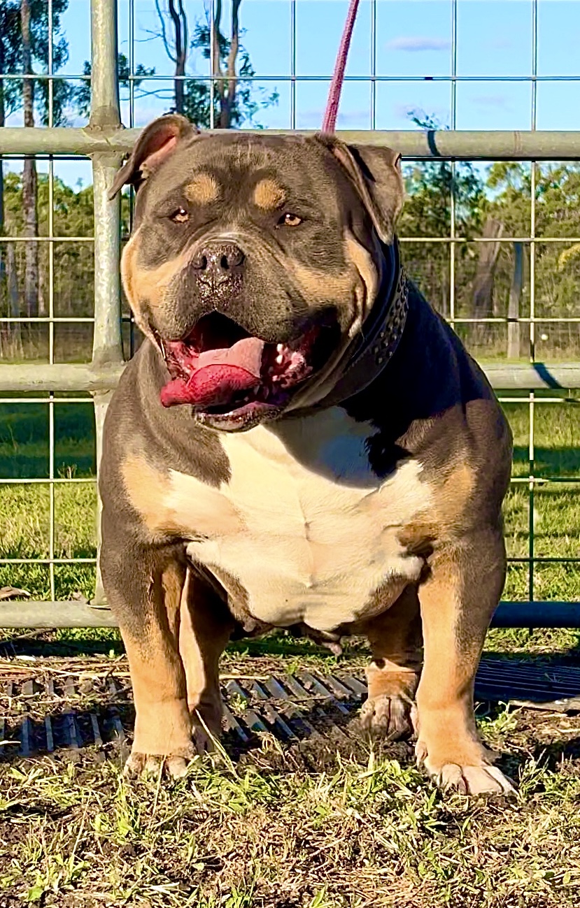 Dog Featured Image