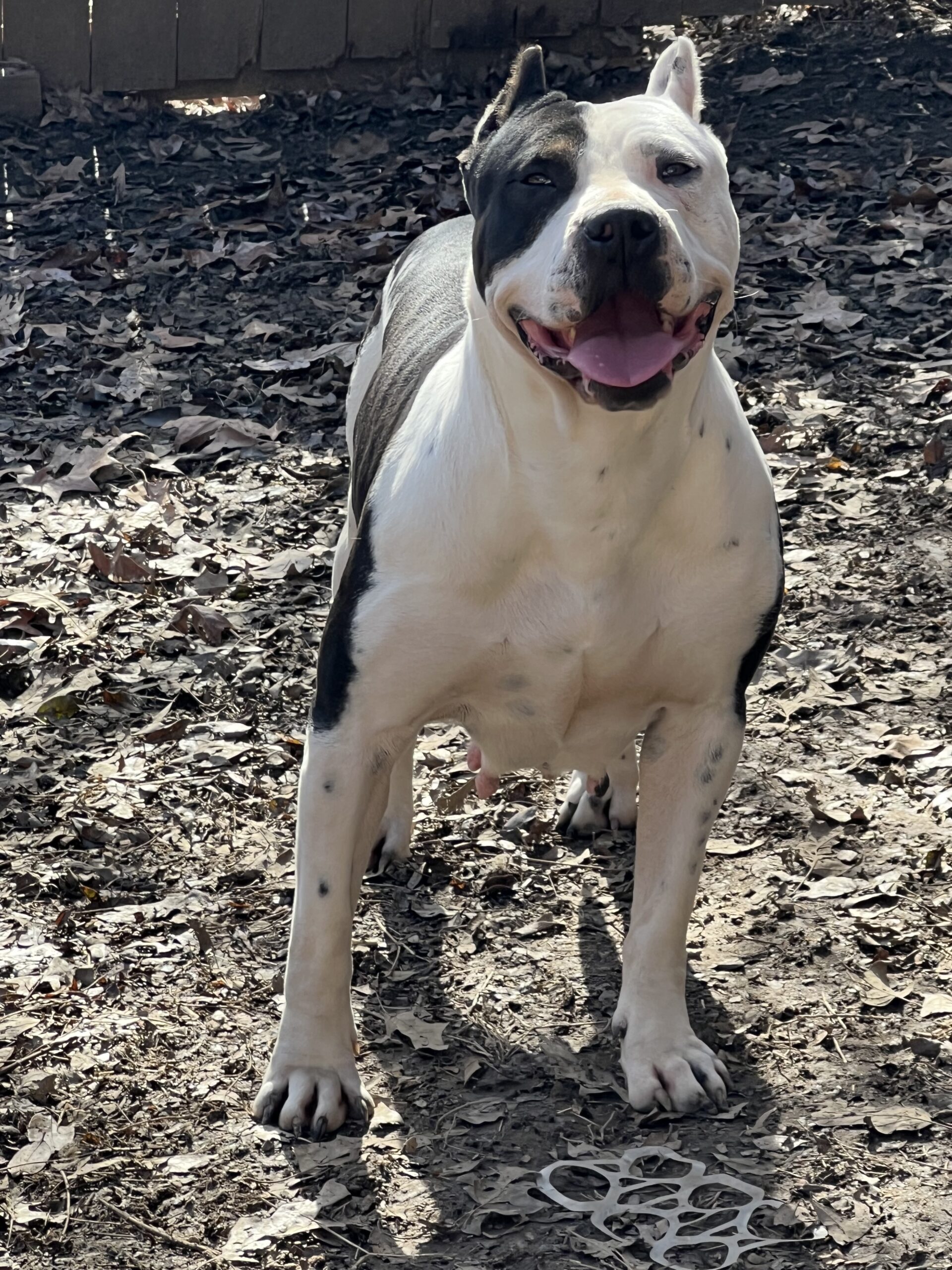 Dog Featured Image
